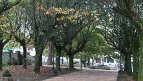 O Concello remata os traballos de afastamento dos estorniños da praza de Ponte Carreira para evitar as molestias que causaban entre a veciñanza